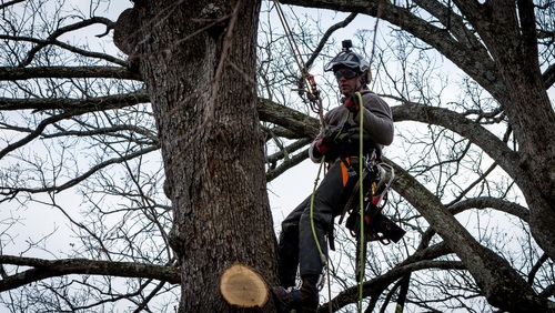 Tree Services Rhodes